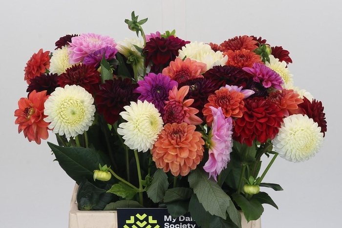 <h4>Dahlia Gemengd in bos</h4>