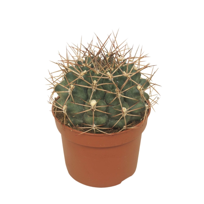 <h4>Gymnocalyc mihanovich</h4>