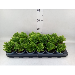 Selaginella martensii 'Jori'