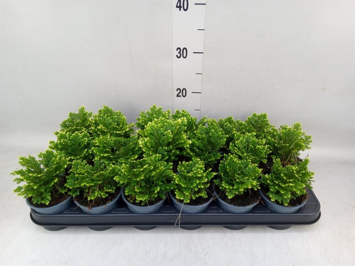 <h4>Selaginella martensii 'Jori'</h4>
