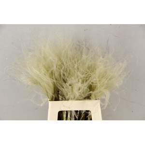 DF Stypha 60cm Bs Naturel