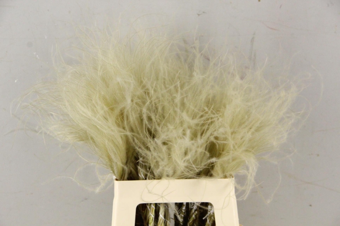 <h4>DF Stypha 60cm Bs Naturel</h4>