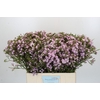 Chamelaucium Dancing Queen