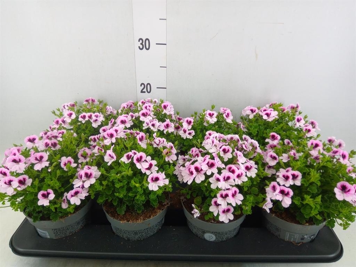 <h4>Pelargonium gran.   ..</h4>