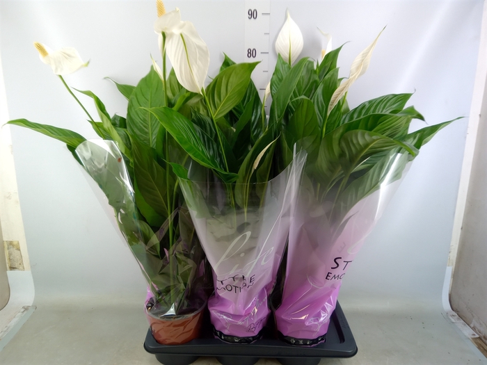 <h4>Spathiphyllum  'Bingo Cupido'</h4>