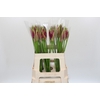 Nerine Mister Nick