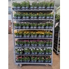 Osteo Mixk 1 Kleur Per Tray