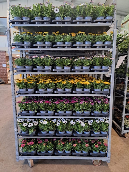 Osteo Mixk 1 Kleur Per Tray