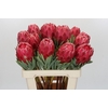 Protea Venus