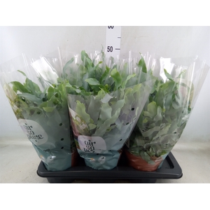 Phlebodium aureum 'Blue Star'