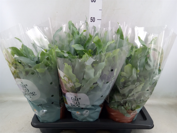 <h4>Phlebodium aureum 'Blue Star'</h4>