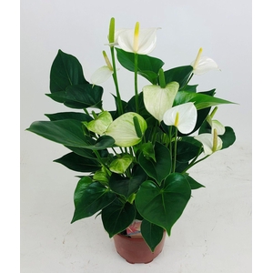 Anthurium Andr. Snow Love