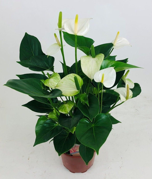 <h4>Anthurium Andr. Snow Love</h4>