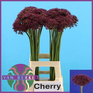ALLIUM CHERRY