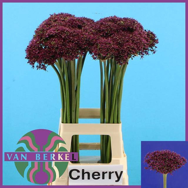 <h4>ALLIUM CHERRY</h4>