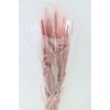 Dried Triticale Light Pink Bunch Slv