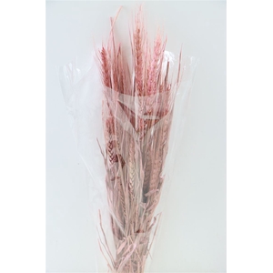 Dried Triticale Light Pink Bunch Slv