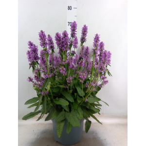 Stachys   ...