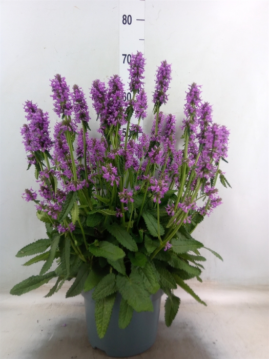 <h4>Stachys   ...</h4>