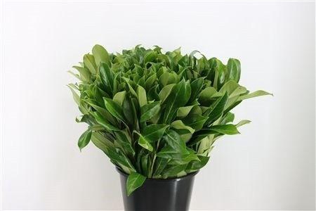 <h4>PRUNUS LAUROCERASUS</h4>