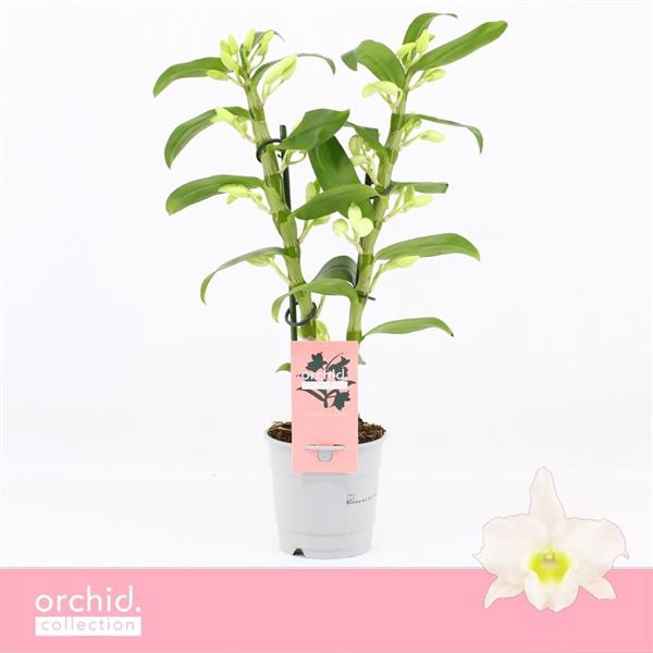 <h4>Dendrobium Nobilé, Apollon 2-spike Compact 'Orchid Collection'</h4>