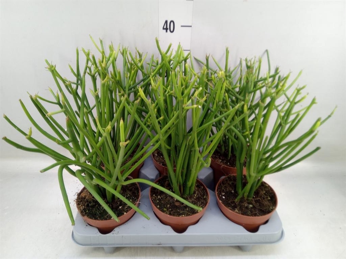 <h4>Euphorbia tirucalli</h4>