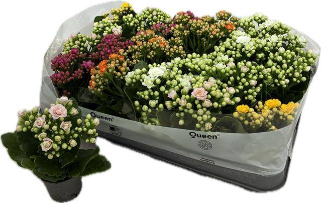 <h4>KALAN CALAN QUEEN MIX P6</h4>