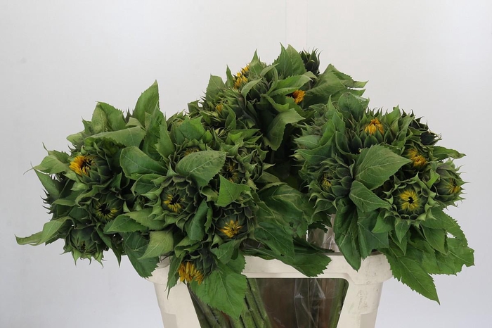 <h4>Helianthus Orange Fire</h4>