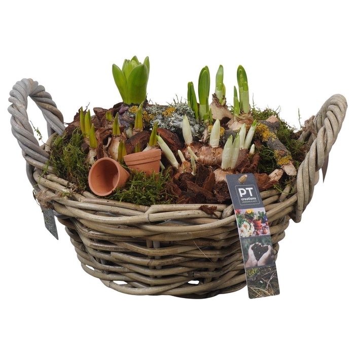 <h4>Arr. Tuinplanten L%</h4>