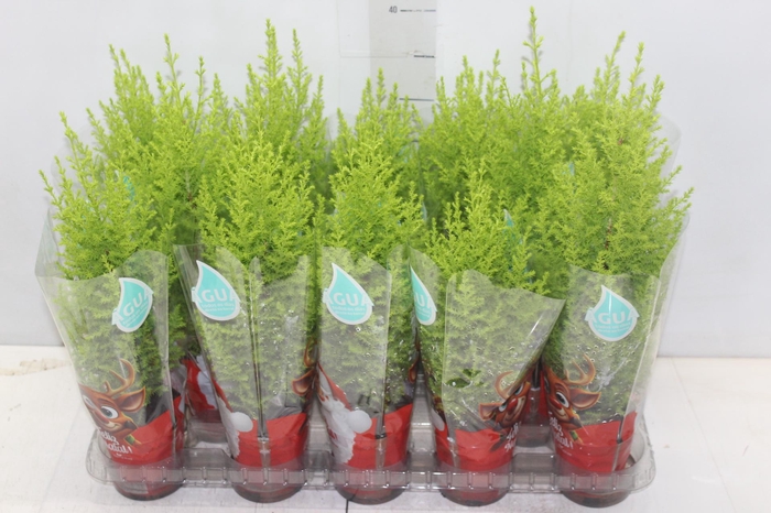 <h4>TUIA HOLANDESA P09</h4>