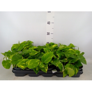 Epipremnum pinn. 'Aureum'
