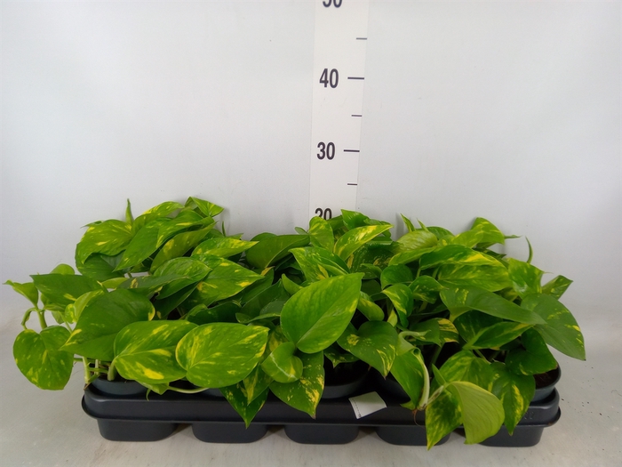 <h4>Epipremnum pinn. 'Aureum'</h4>