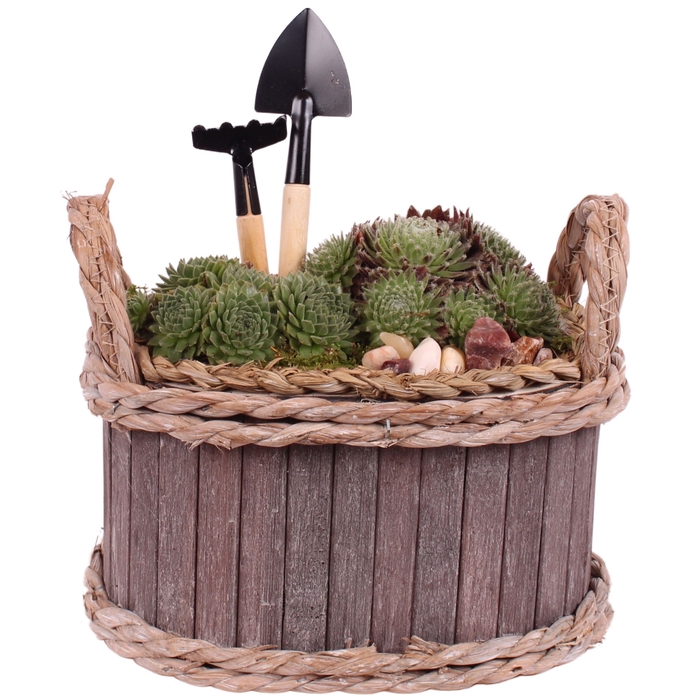 <h4>Opm Semp Arr. Outdoor Wooden Pot Oval</h4>