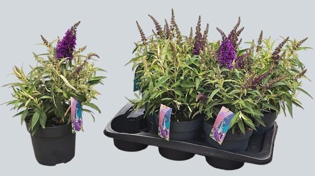 <h4>BUDD BFC LITT PURPLE</h4>