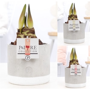 Hippeastrum mix in P&PURE Jade ceramics