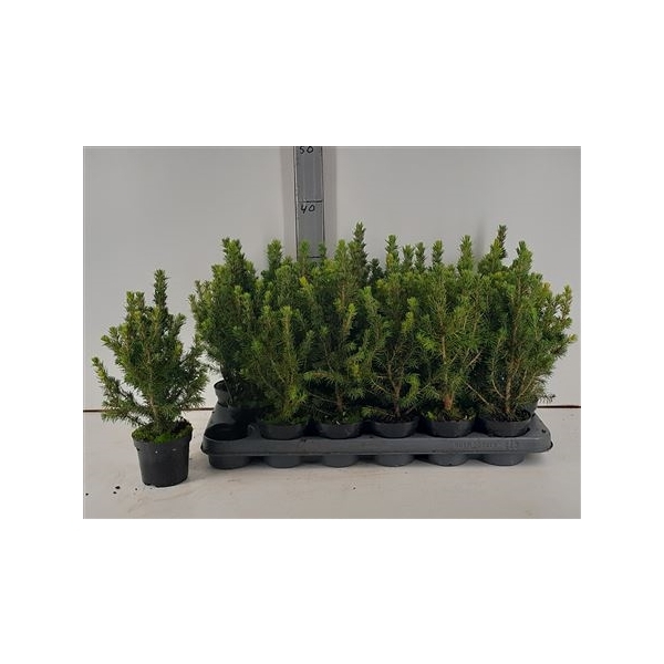 <h4>Picea Gl Conica</h4>