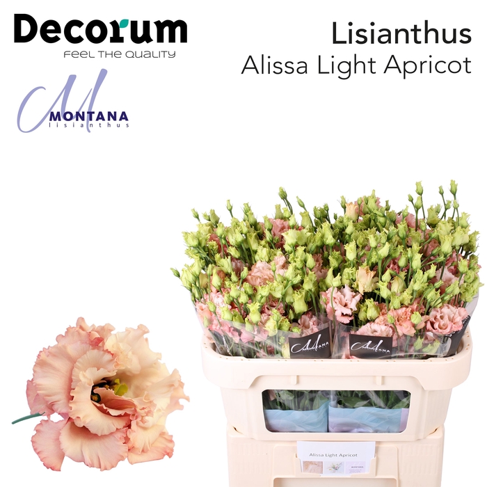 Lisianthus Alissa light apricot 70cm