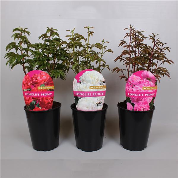 <h4>Paeonia Premium Longlife 26CM, C6 mix</h4>