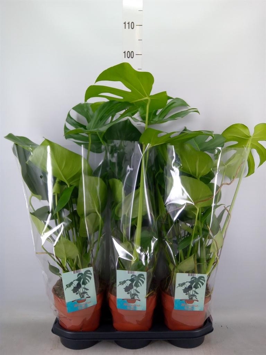 <h4>Monstera delic.</h4>