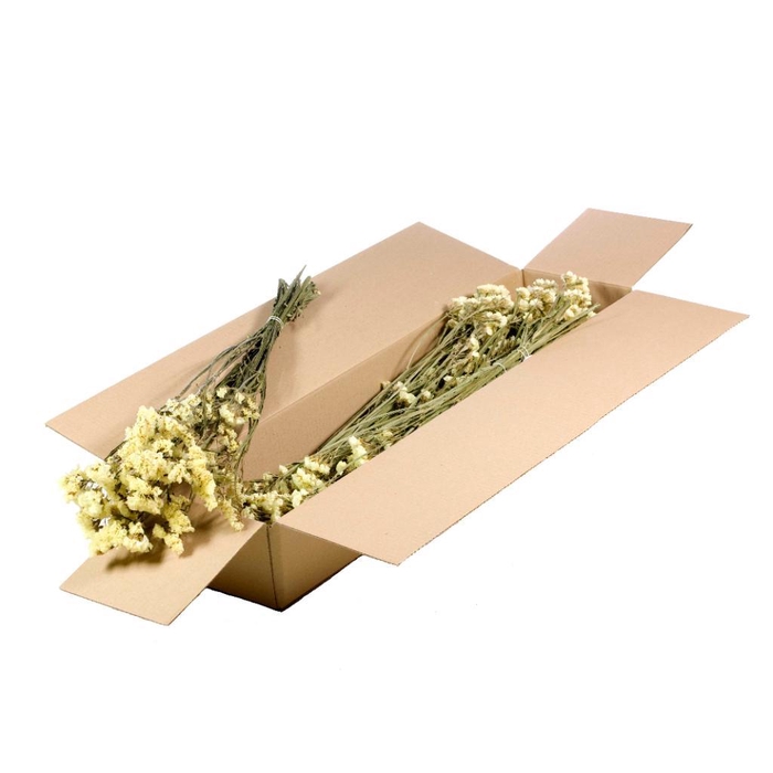 <h4>Statice Sinuata Sb Natural Yellow</h4>