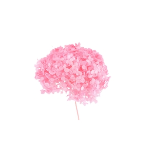 Dried Bleached Hydrangea Anna Light Pink