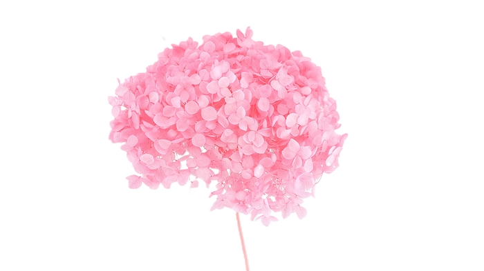 <h4>Dried Bleached Hydrangea Light Pink</h4>