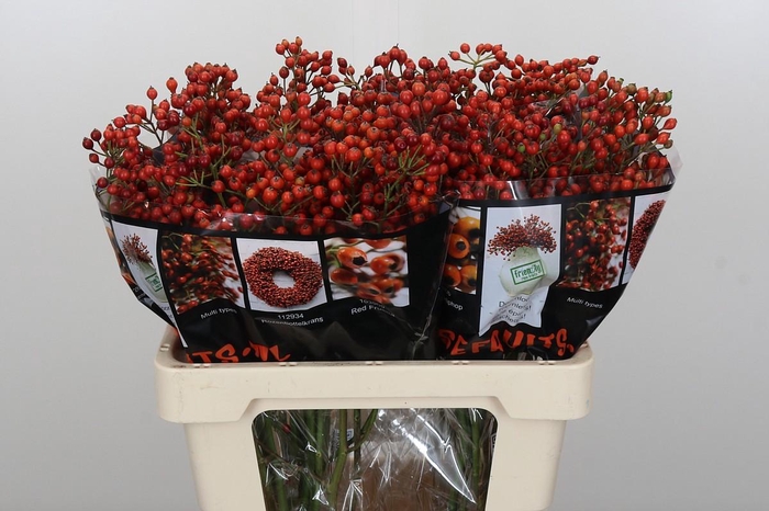 <h4>Rozenbottel Autumn Rosefruits</h4>