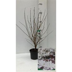 Magn Stellata Ov White