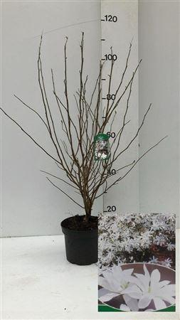 <h4>arr8 Magn Stellata Ov White</h4>