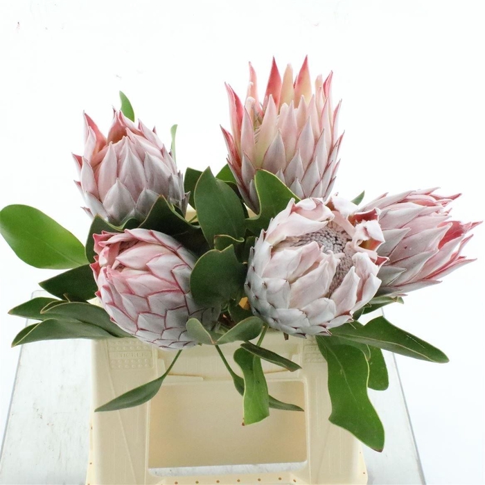 <h4>PROTEA CYNAROIDES</h4>