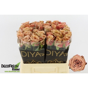 Rosa GR 'Cappuccino'