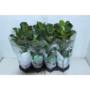 FICUS LYRATA BAMBINO P15 COMPACTO