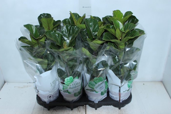 <h4>FICUS LYRATA BAMBINO P15 COMPACTO</h4>