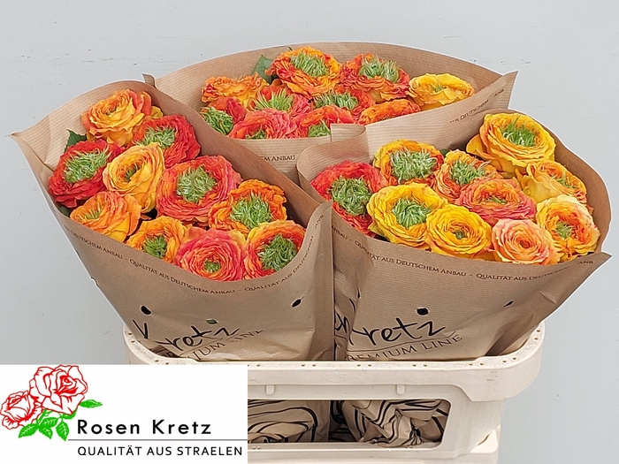 <h4>R GR GR ISLAND SAMOA</h4>